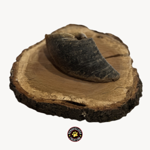 Zoccolo Bovino Masticativo naturale per cani